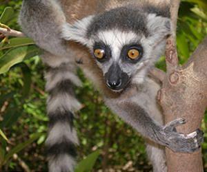New sapphire find sends panners into Madagascar lemur park