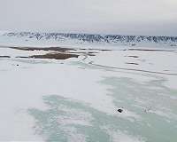 Last year's extreme snowfall wiped out breeding of Arctic animals and plants