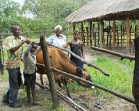Livestock donations to Zambian households yield higher income, improved diet