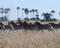 What controls animal stripes? Math has the answer