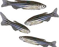 Fish are smarter than we thought