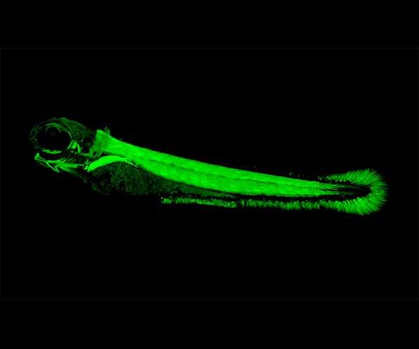 How electric fish were able to evolve electric organs