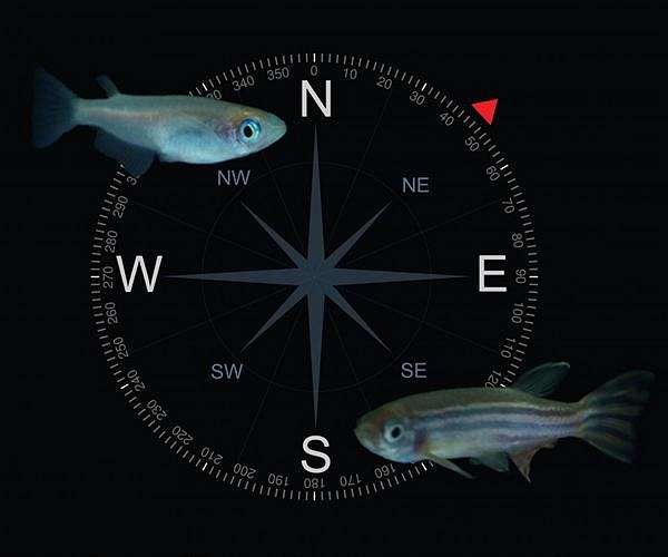 Zebrafish are smarter than we thought