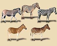 How A Zebra Lost Its Stripes: Rapid Evolution Of The Quagga