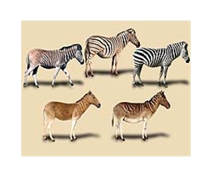 Study May Help Predict Extinction Tipping Point For Species