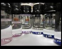 Genetic polymorphisms and zinc status