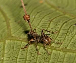 Four New Species Of Zombie Ant Fungi Discovered