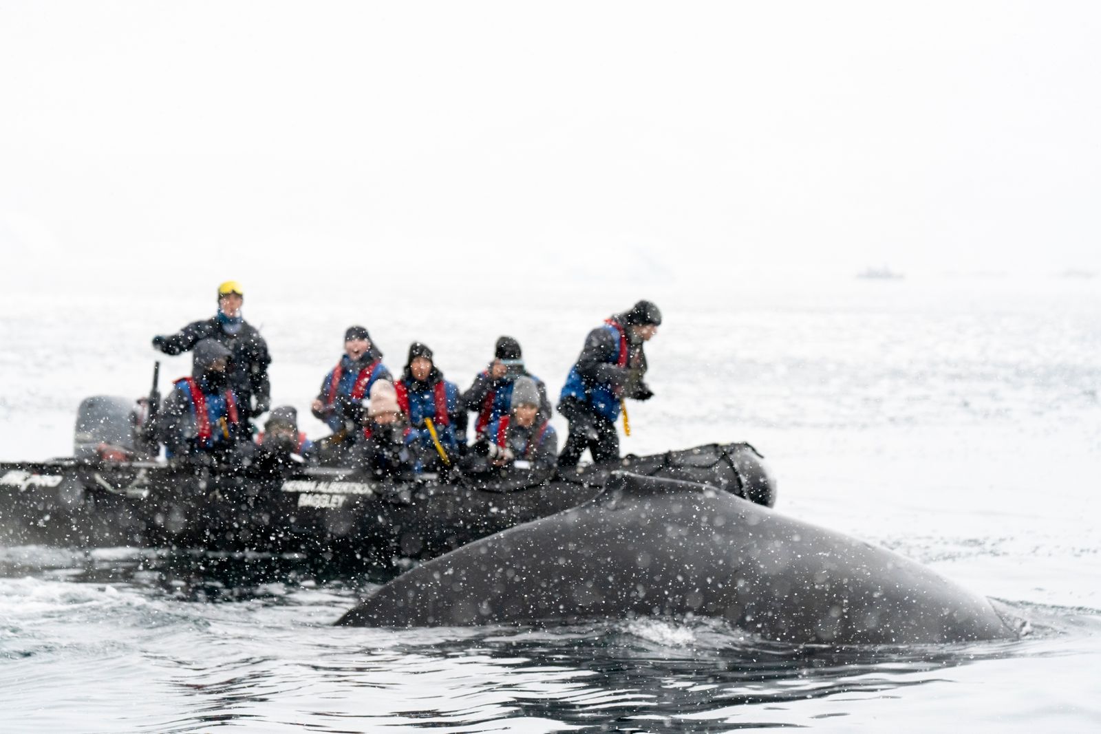 A bowhead whale killed off Alaska in 2007 had likely carried a brass bomb-lance fragment in its shoulder since around 1890, evidence of a failed whaling strike more than a century earlier