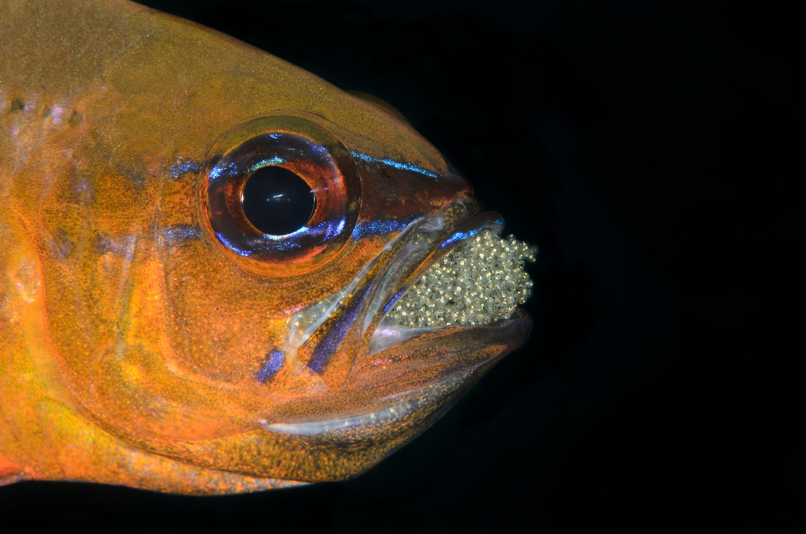 A tiny crustacean called Cymothoa exigua enters a fish through the gills, severs the tongue, and then attaches itself in the tongue's place, functioning as a working replacement organ for the rest of the fish's life