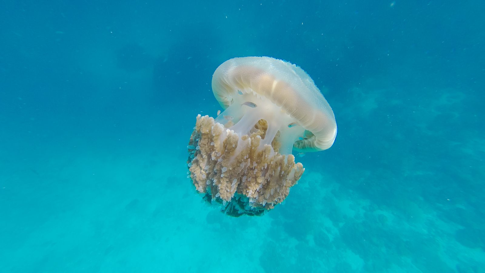 A tiny jellyfish called Turritopsis dohrnii can respond to injury or starvation by reprogramming its adult body back into a polyp, restarting its life cycle with no known limit on how often the reset can happen