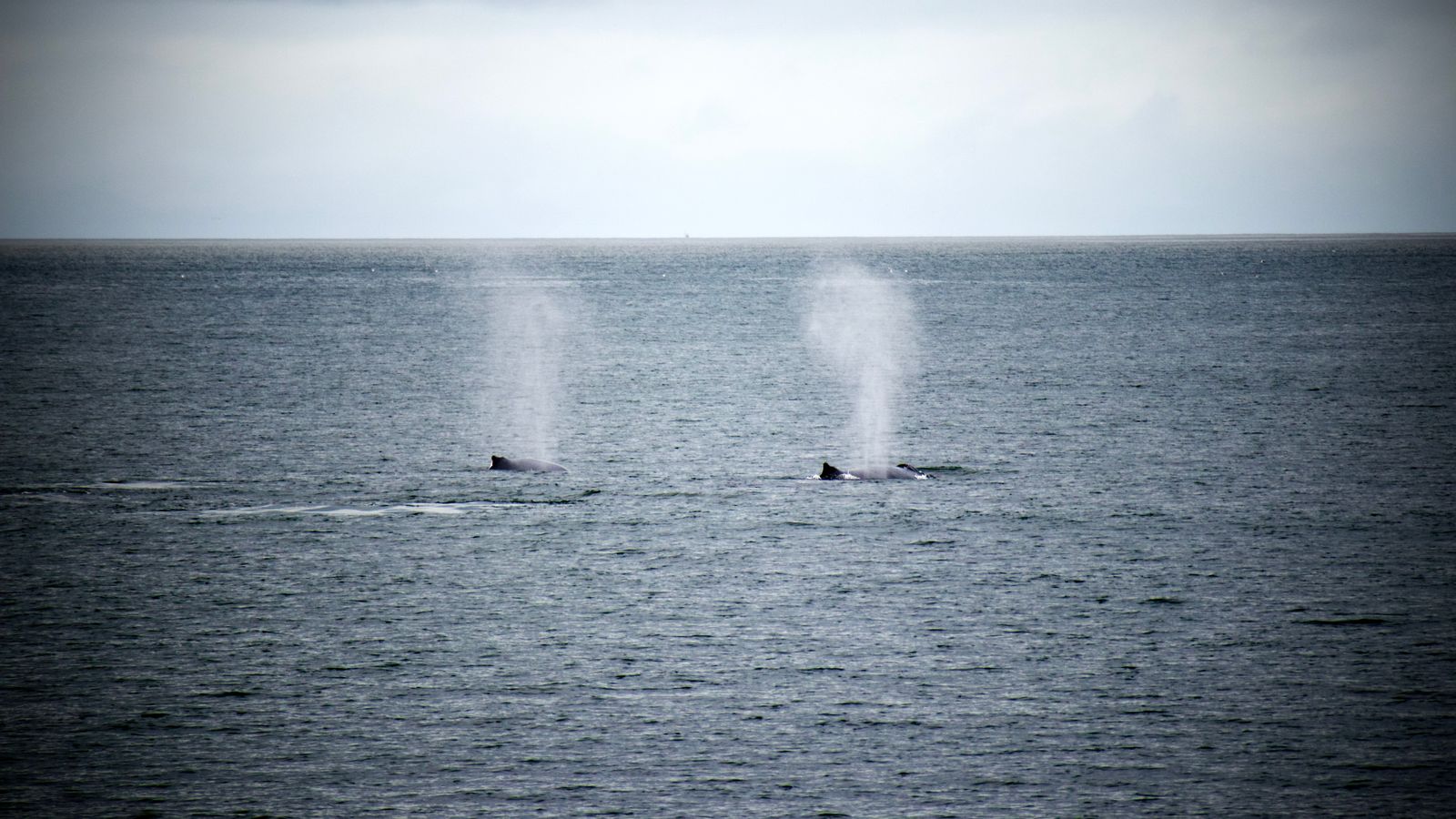bowhead whale arctic