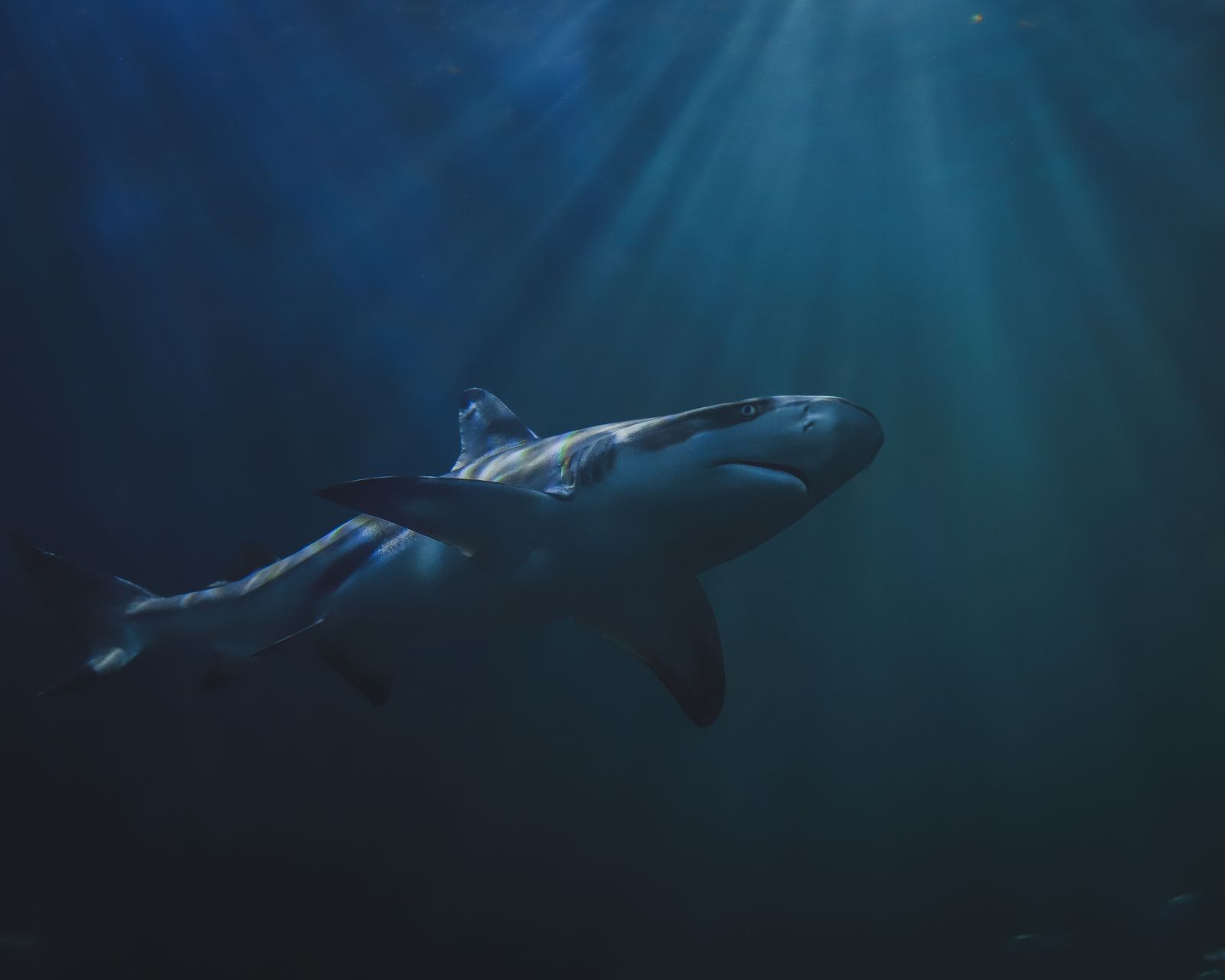 Greenland shark underwater