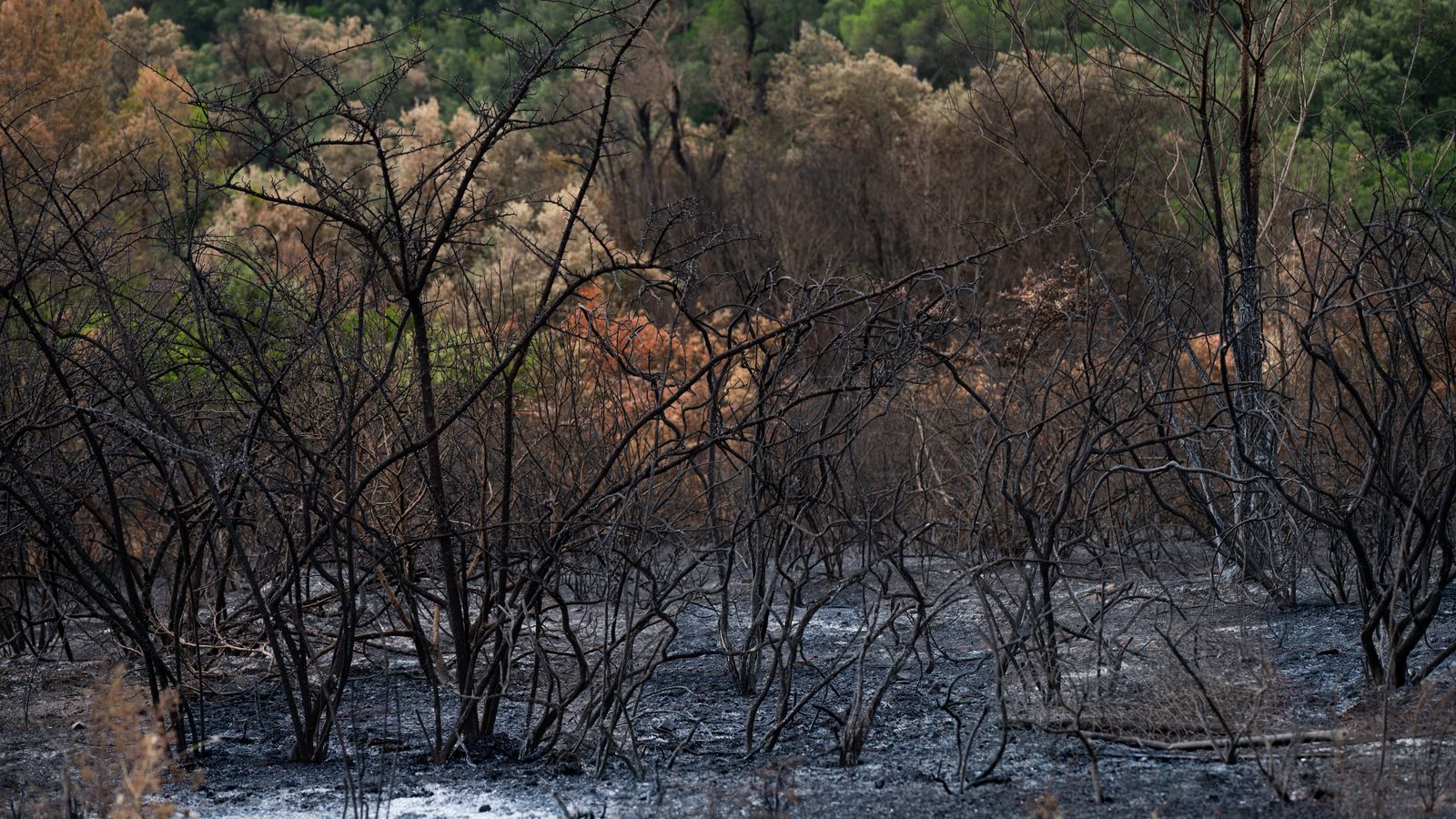 How did a Central American country smaller than West Virginia go from barely one-fifth forest cover to trees covering more than half its land in a single generation?