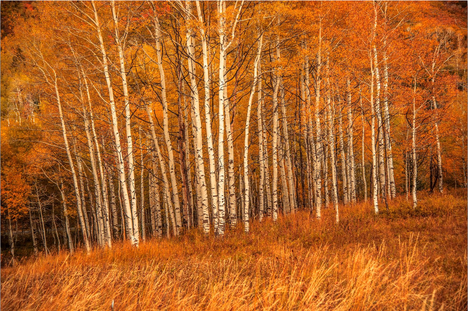 How does a single tree colony in the American West cover roughly 106 acres and share one root system, making it arguably the heaviest living organism ever measured?