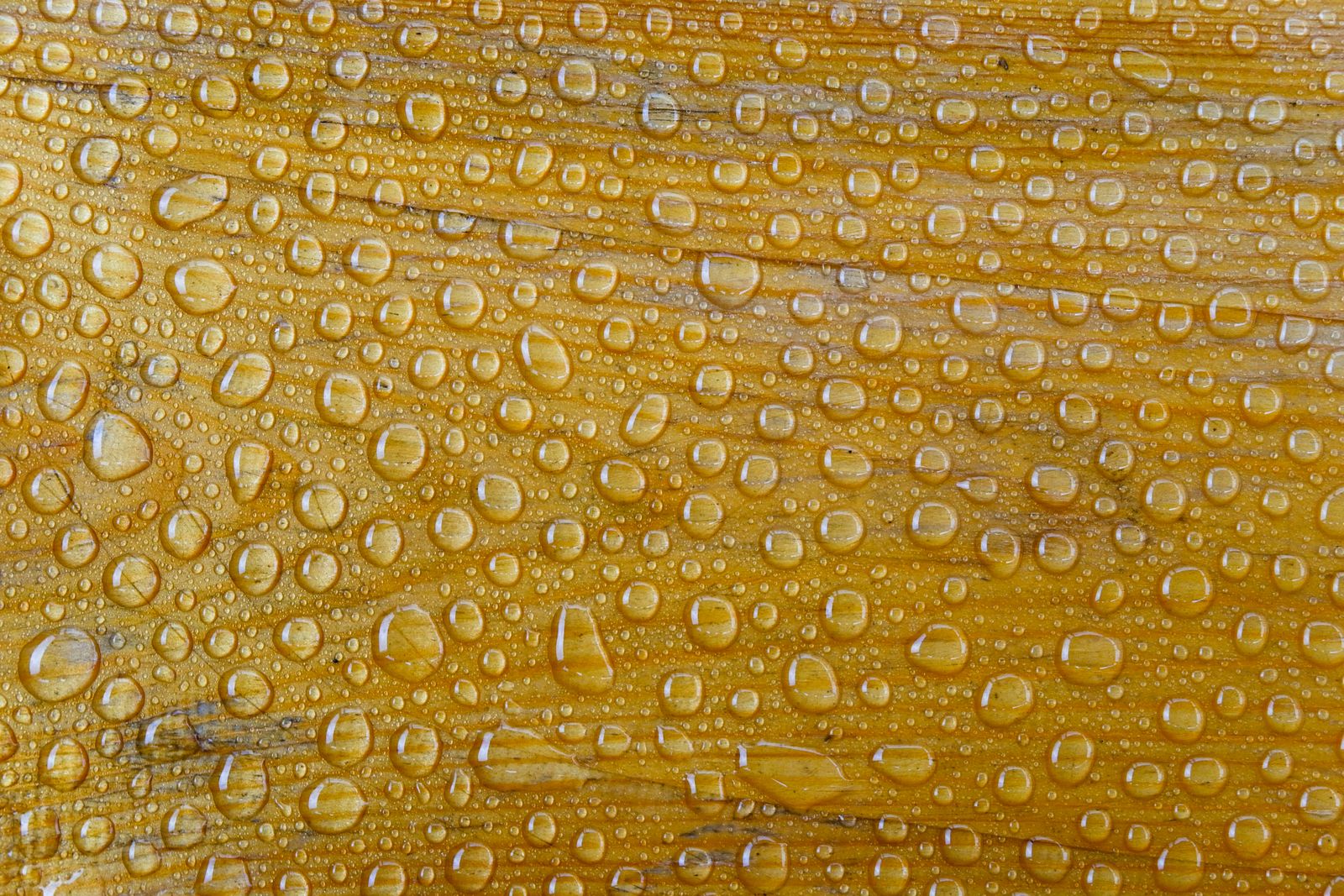 hydrogel water harvester