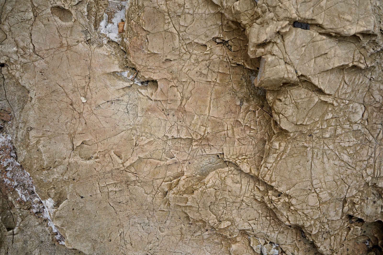 paddlefish fossil closeup