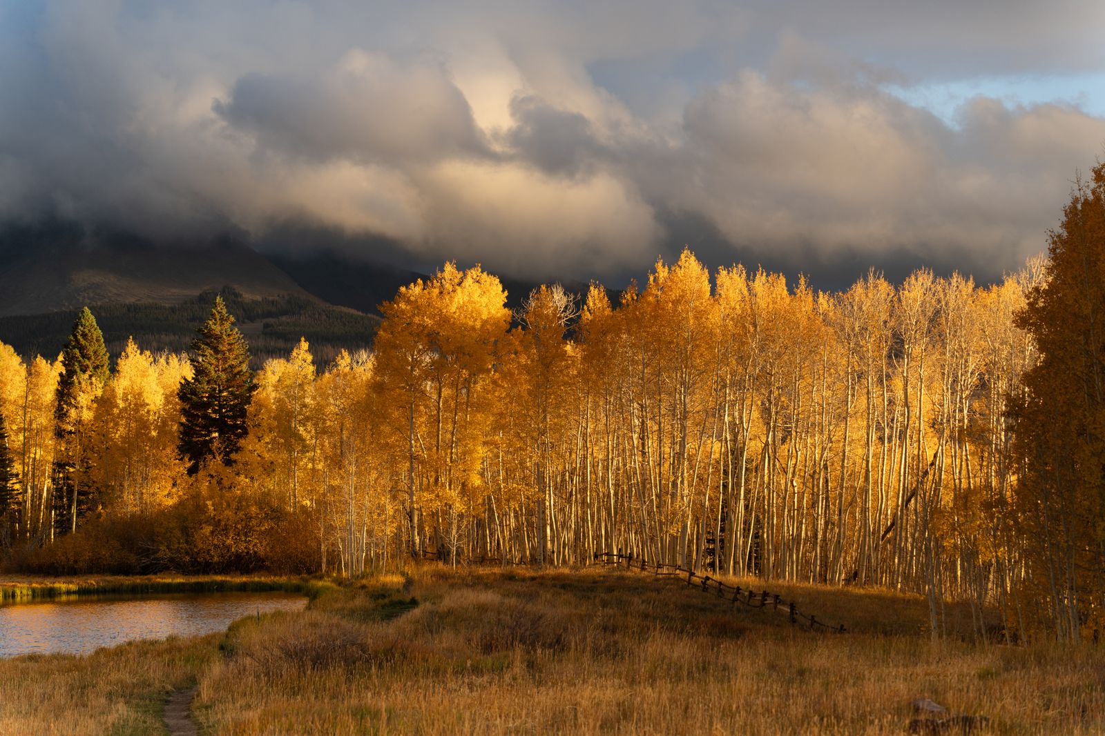 Pando aspen grove Utah
