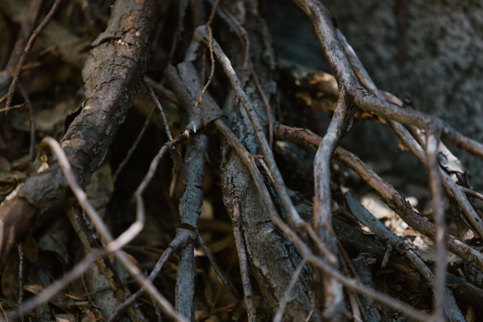 quaking aspen roots