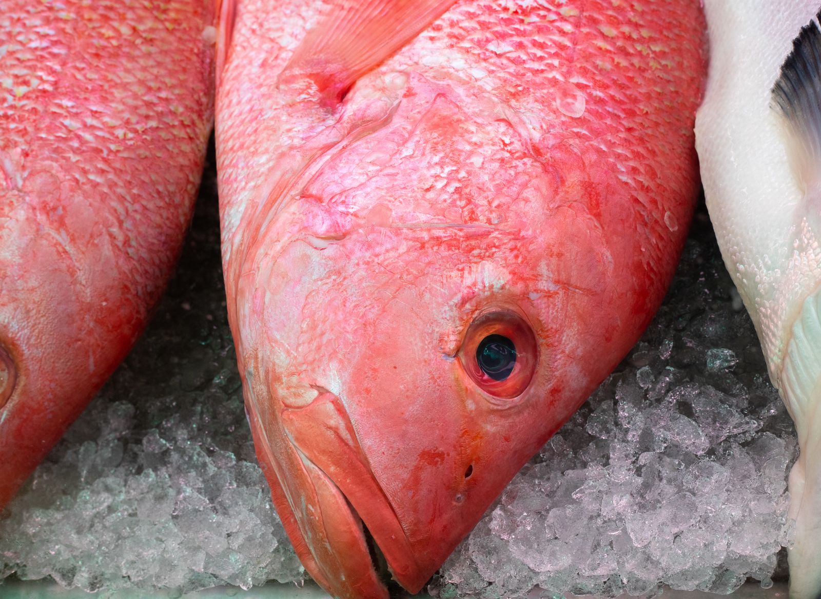 red snapper fish mouth