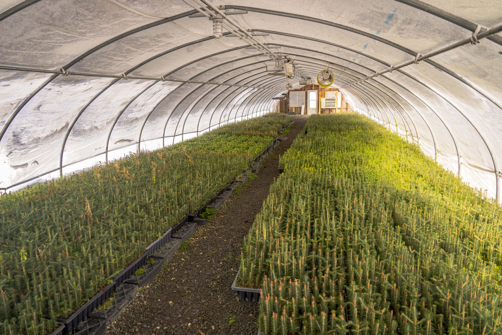reforestation seedlings hillside