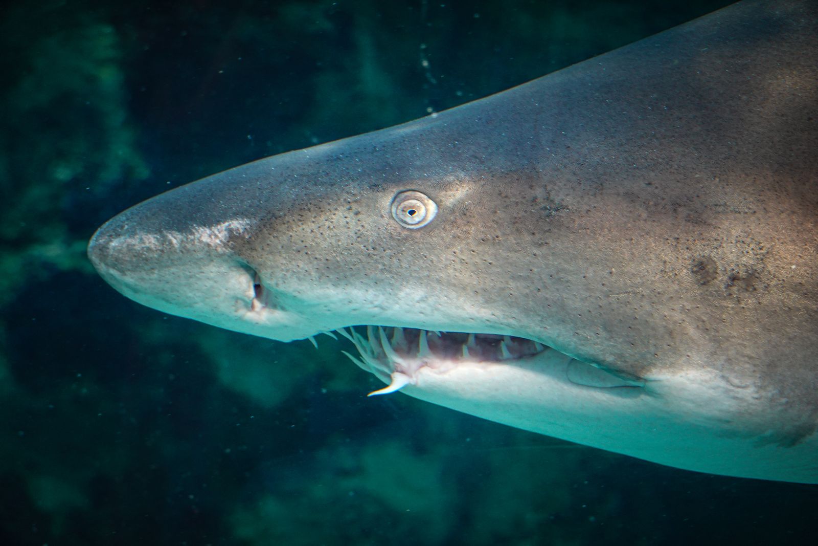 shark eye parasite