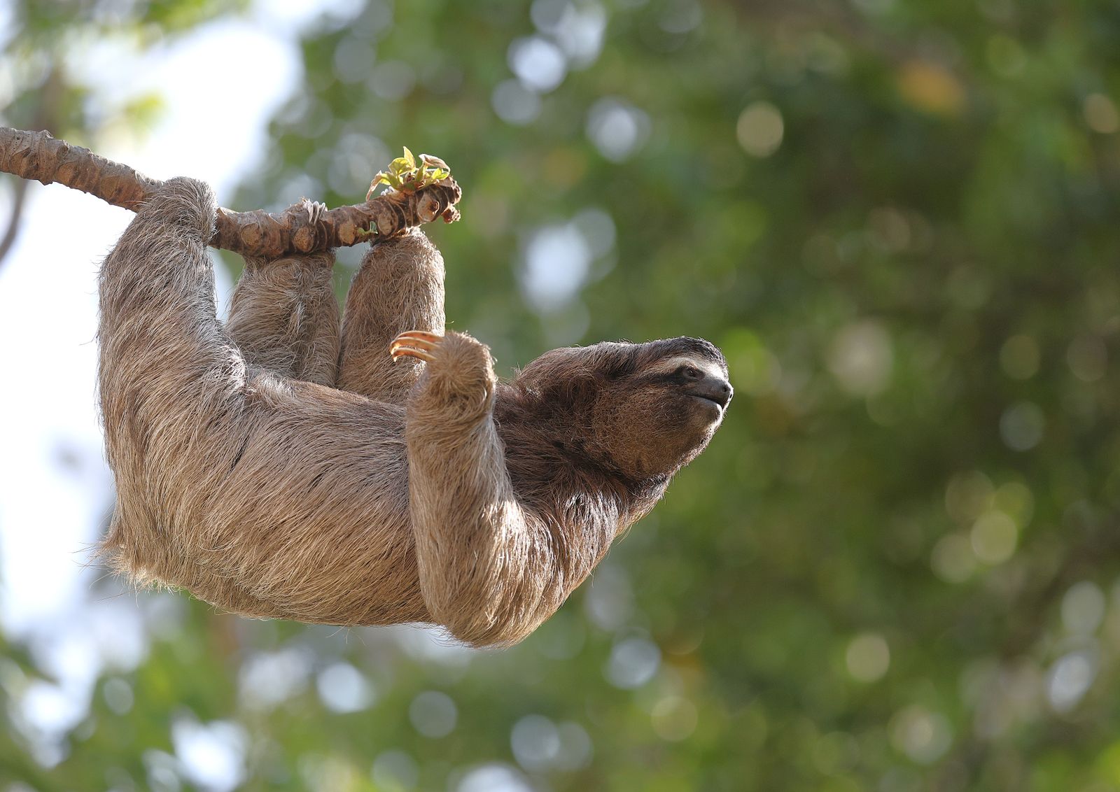 Three-toed sloth in a Costa Rican rainforest
