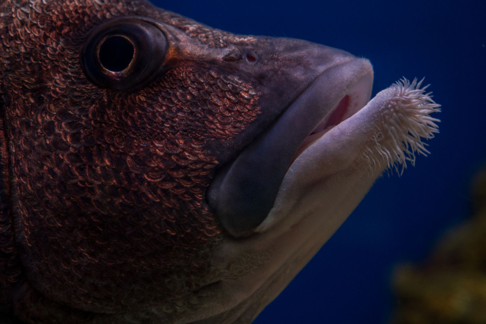tongue-eating isopod fish