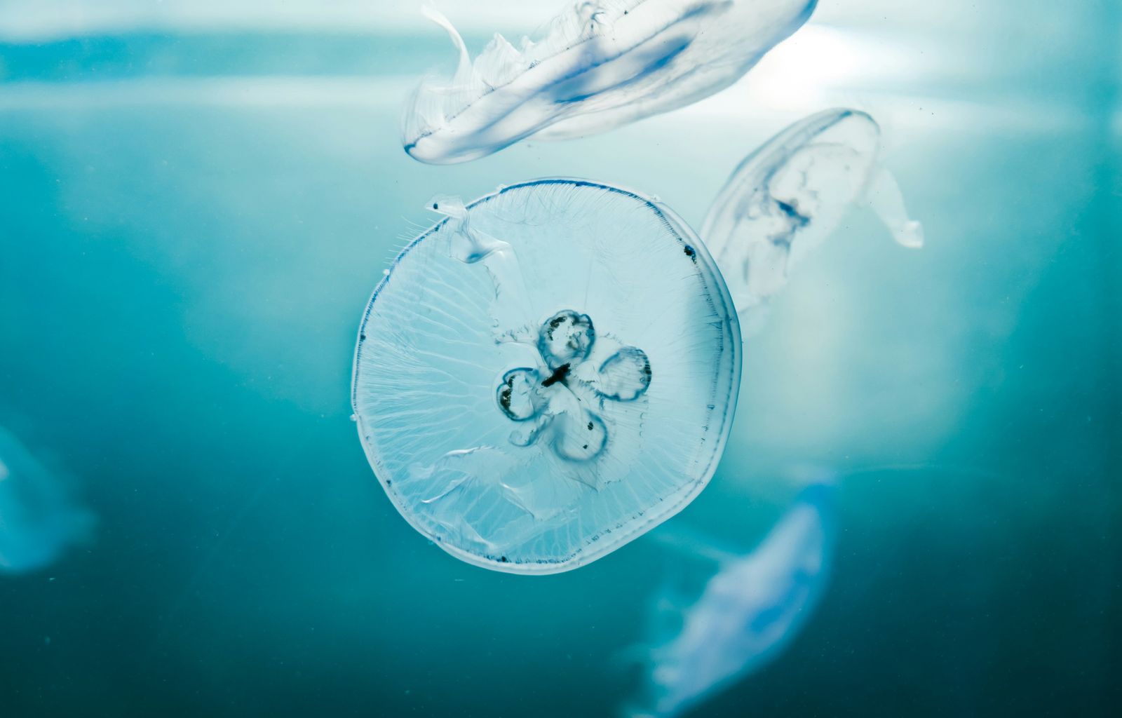 transparent hydrozoan polyp