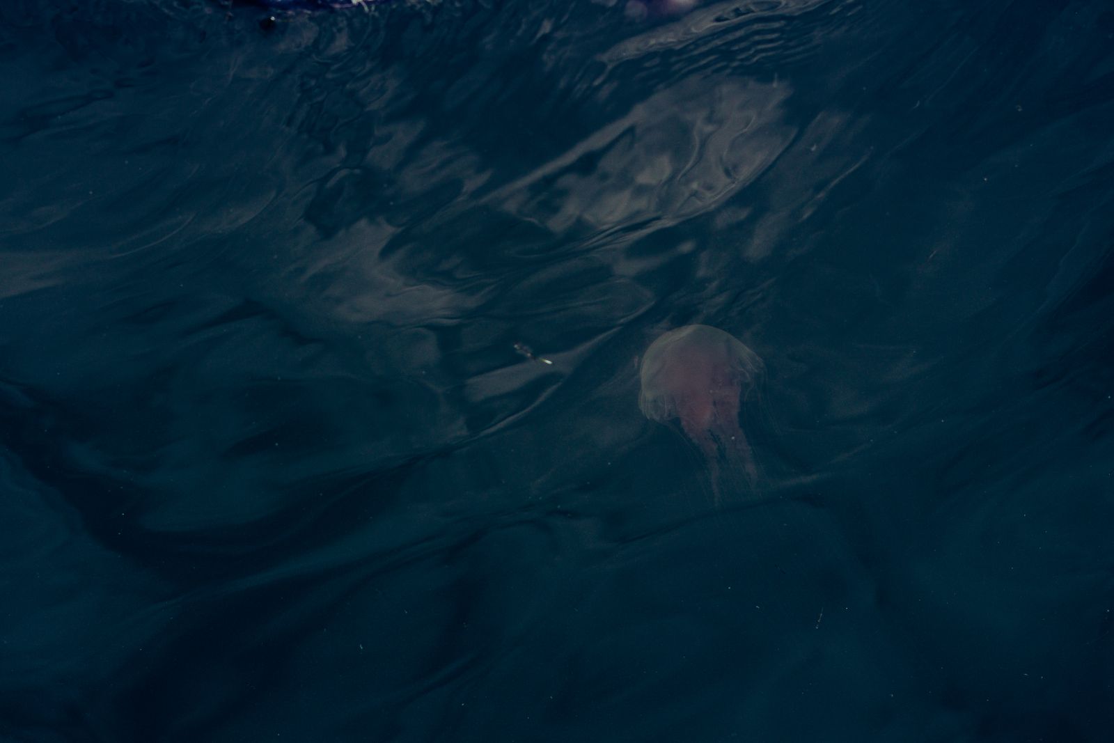 Turritopsis dohrnii jellyfish