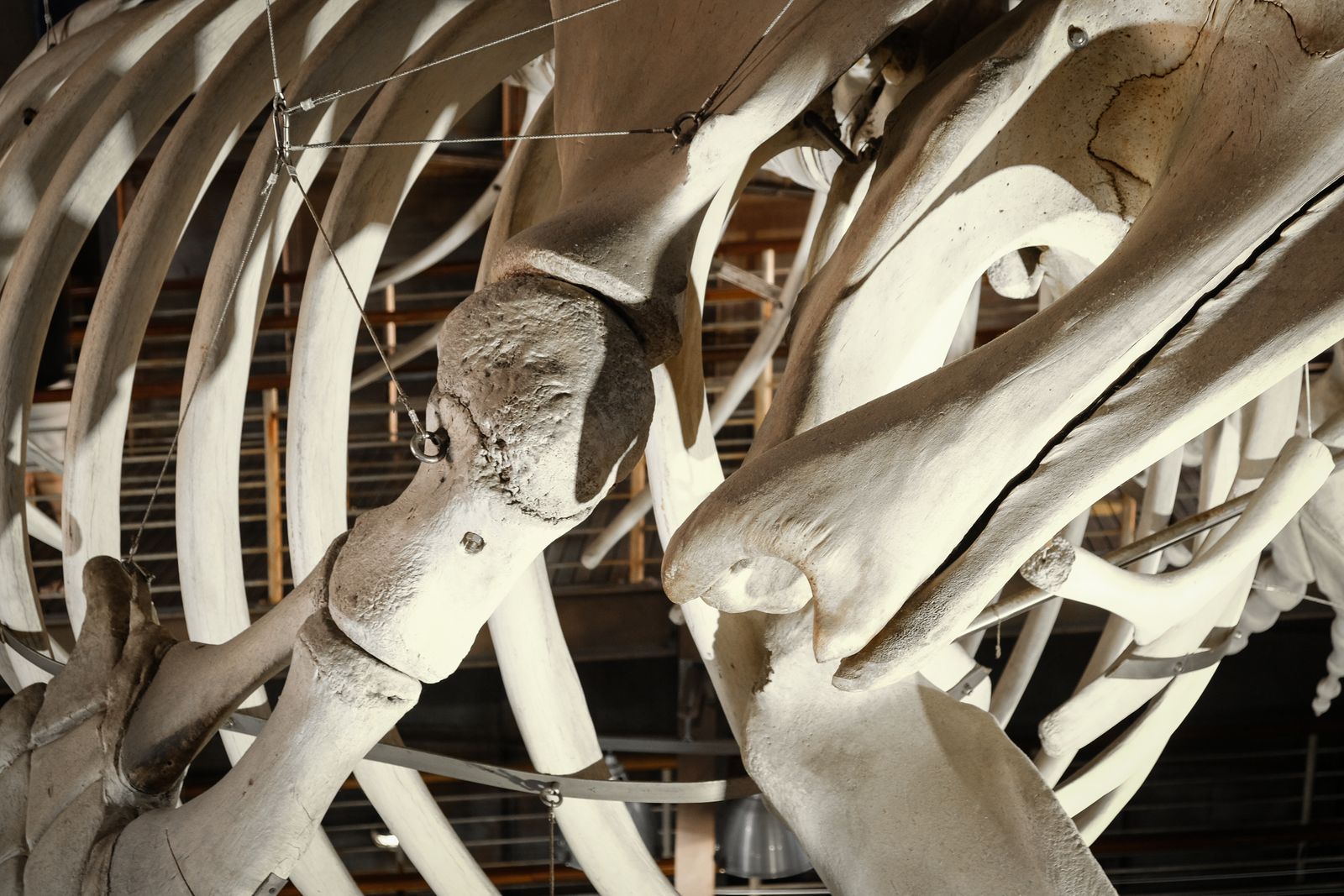 whaling harpoon museum