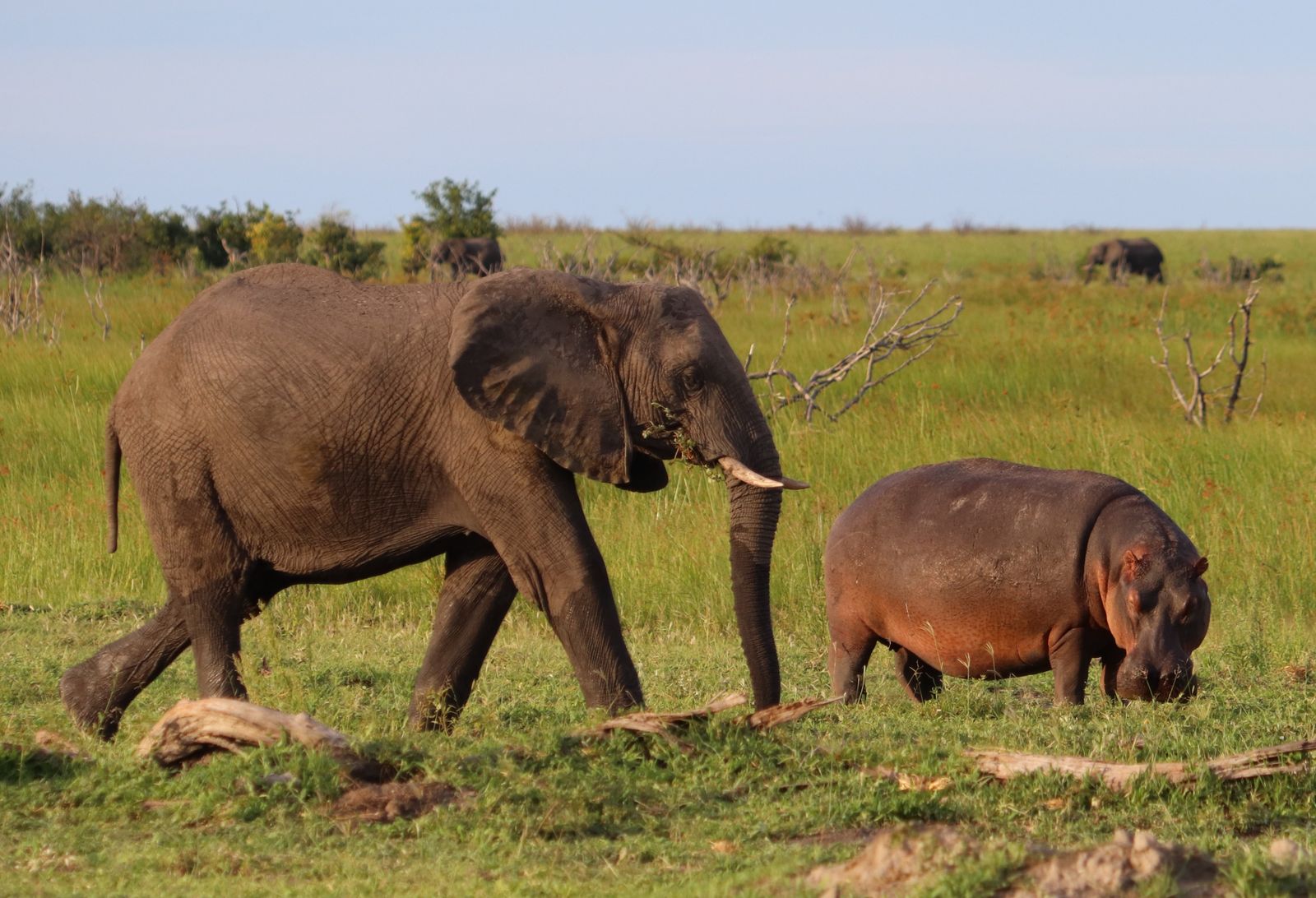 What happened when pastoral communities across 8,890 square kilometres changed how they lived with predators, and field attacks fell from 516 to 300 while attempted retaliatory killings dropped from 19 to 3?