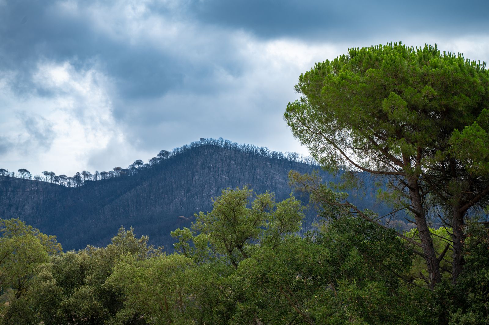 What happened when a war-flattened Asian peninsula with bare, eroding hills spent four decades planting trees and ended up roughly two-thirds covered in forest?