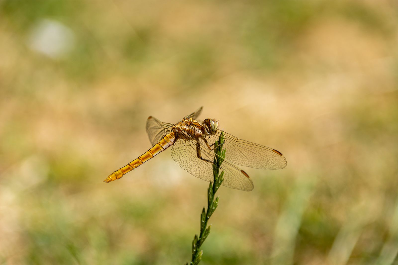 Dragonfly rotorcraft concept