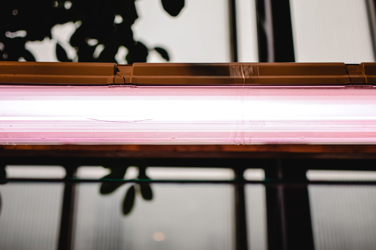 Tesla holding glowing tube