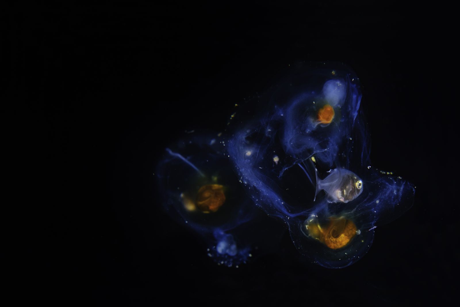 A CROZEX study in the sub-Antarctic Southern Ocean measured carbon sinking to three kilometres below the surface and found naturally iron-fertilised waters exported two to three times more carbon than adjacent nutrient-rich patches without the iron