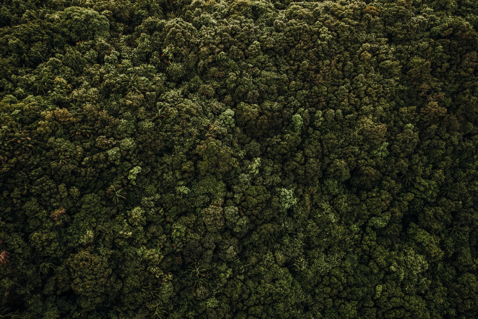 Amazon rainforest canopy