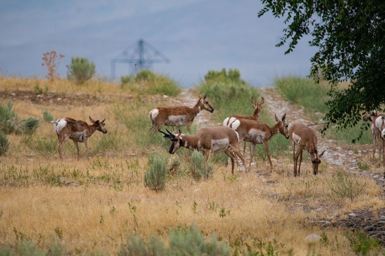 Pronghorn have nearly 360-degree vision and can spot movement up to four miles away across Wyoming sagebrush