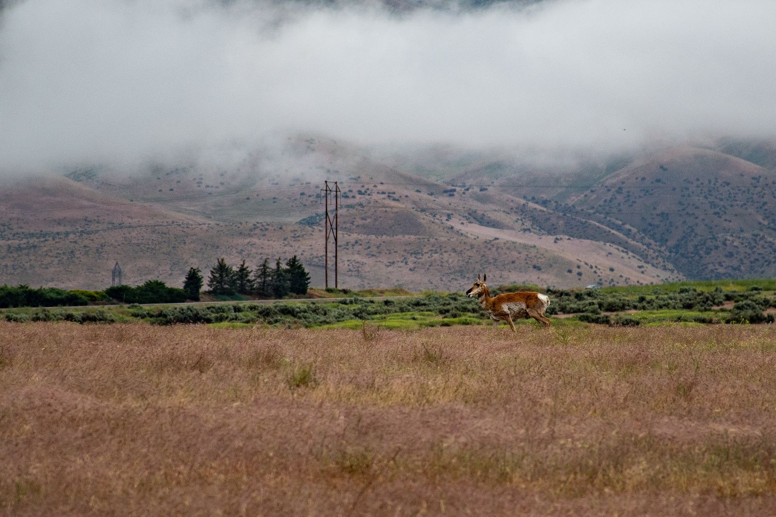 pronghorn migration corridor