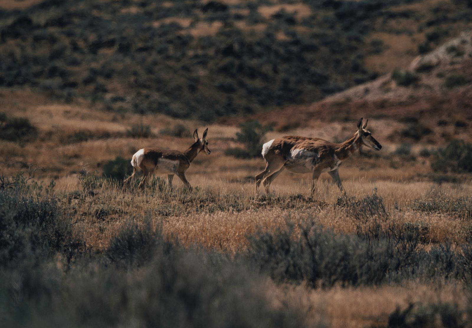 pronghorn wyoming sagebrush